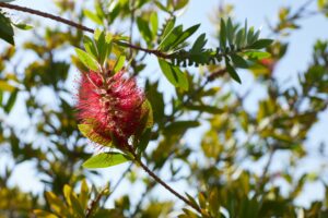 Arbre Albizia