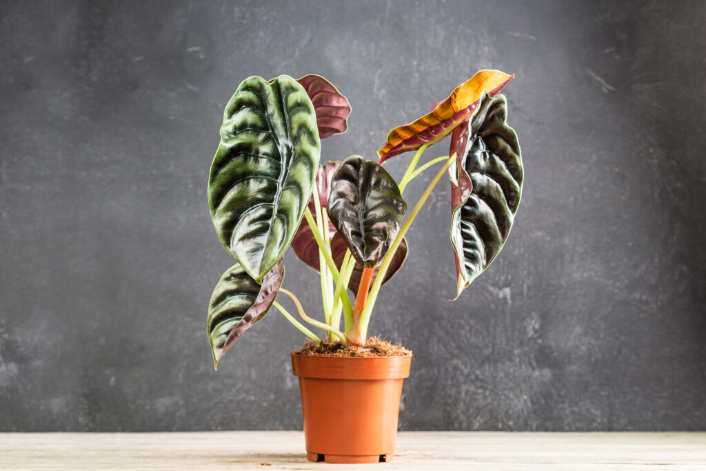 calathea