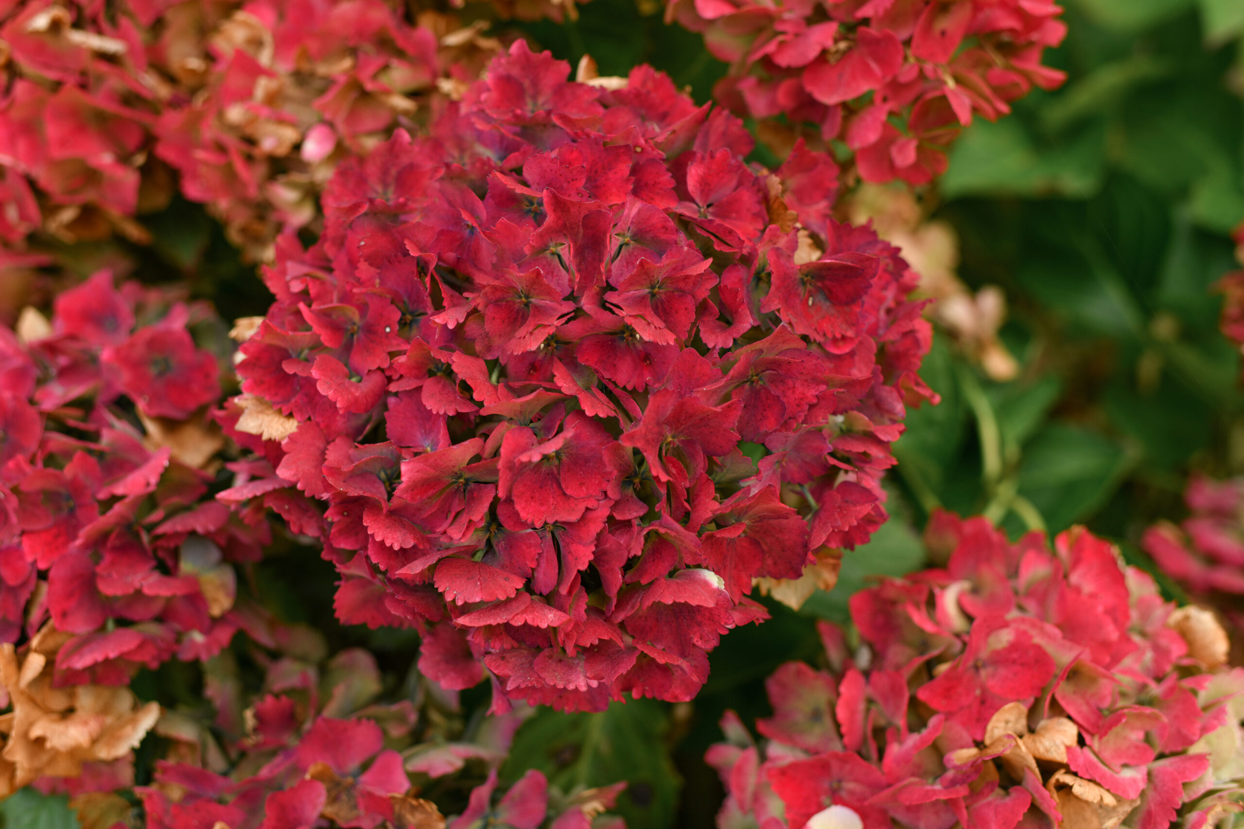 Hortensia Rouge