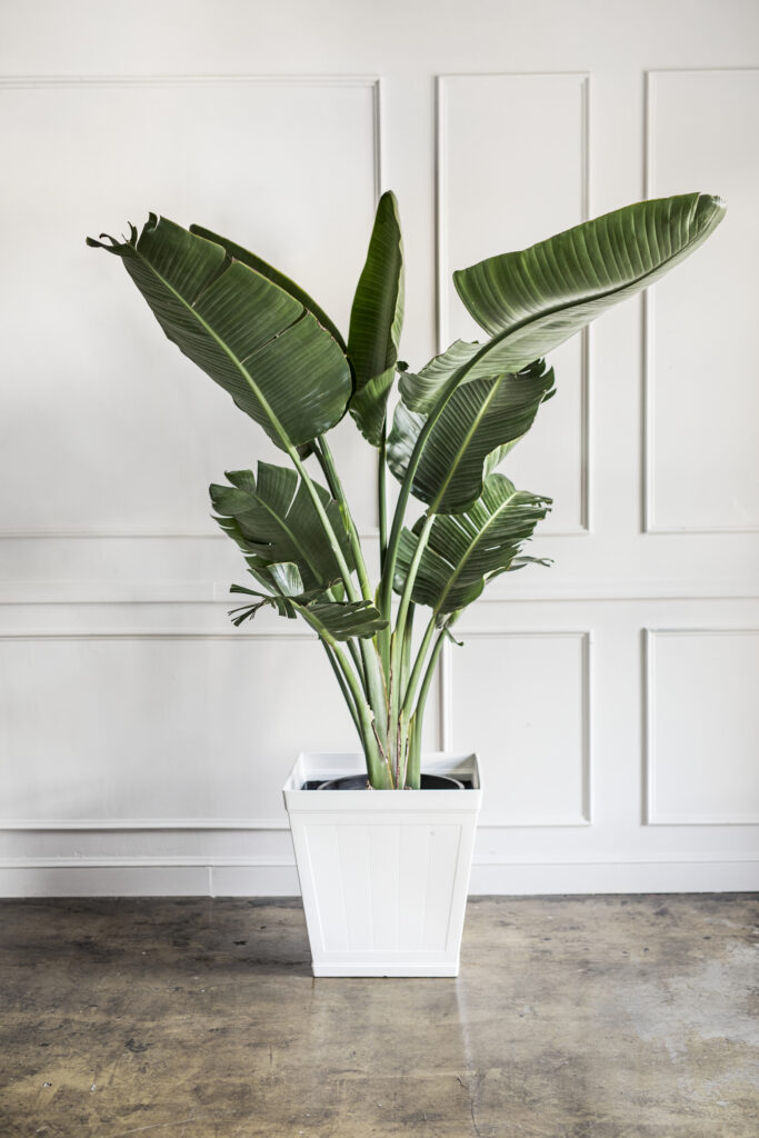 Strelitzia a prix entre 15 et 25 Euro