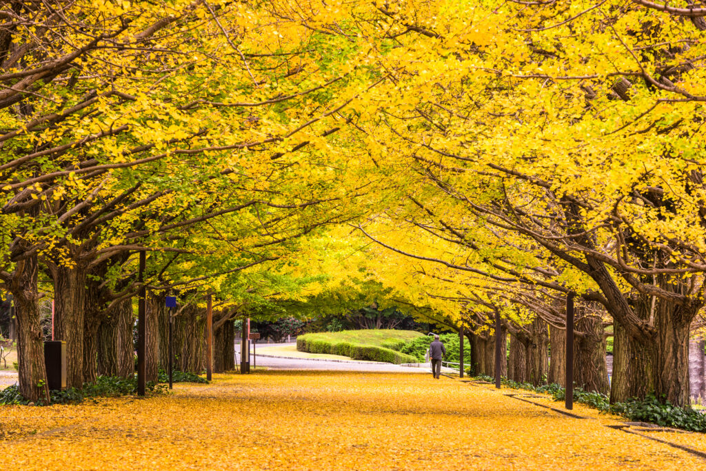 Ginkgo Biloba