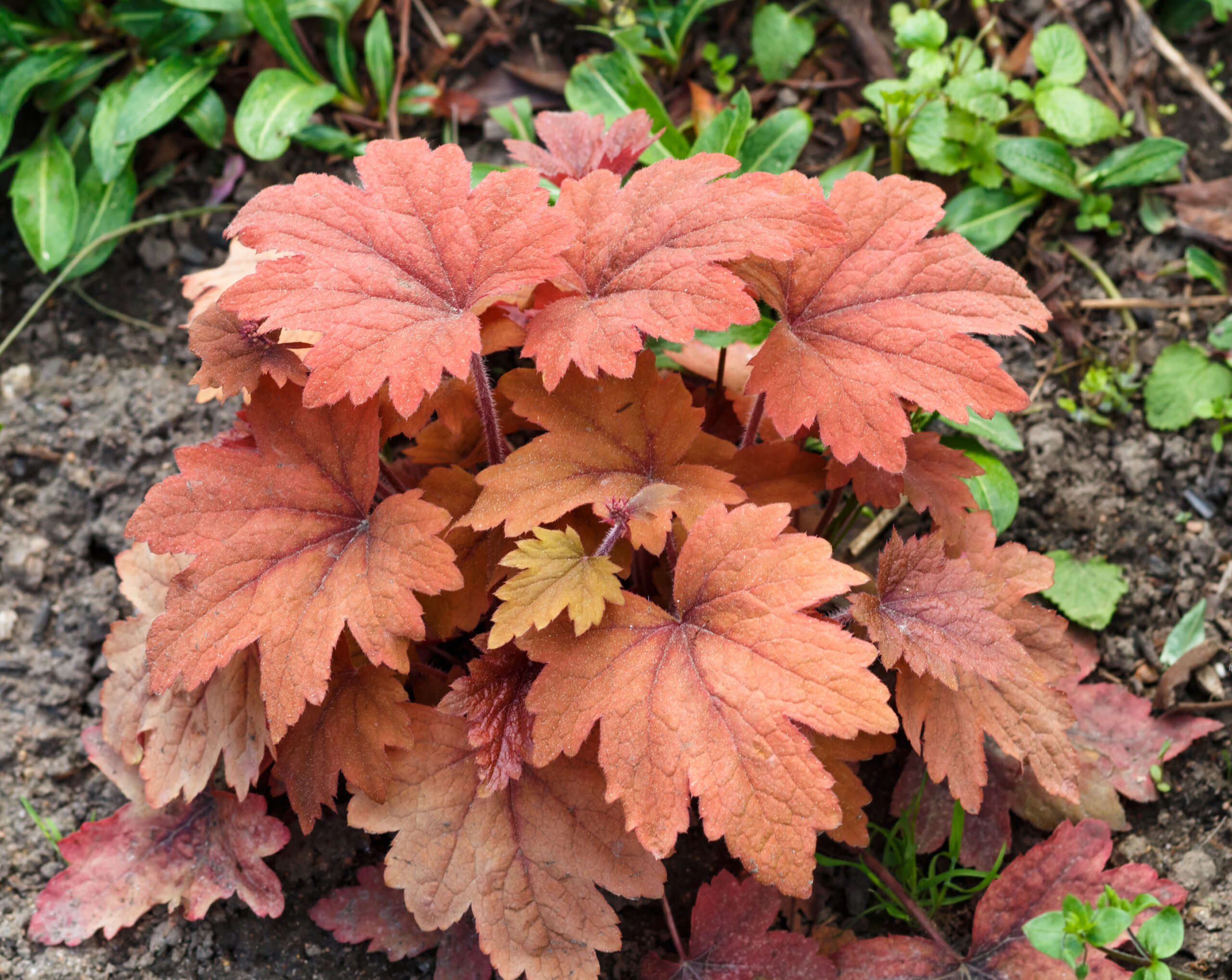 Heuchera 'Palace Purple' : Feuillage pourpre foncé.