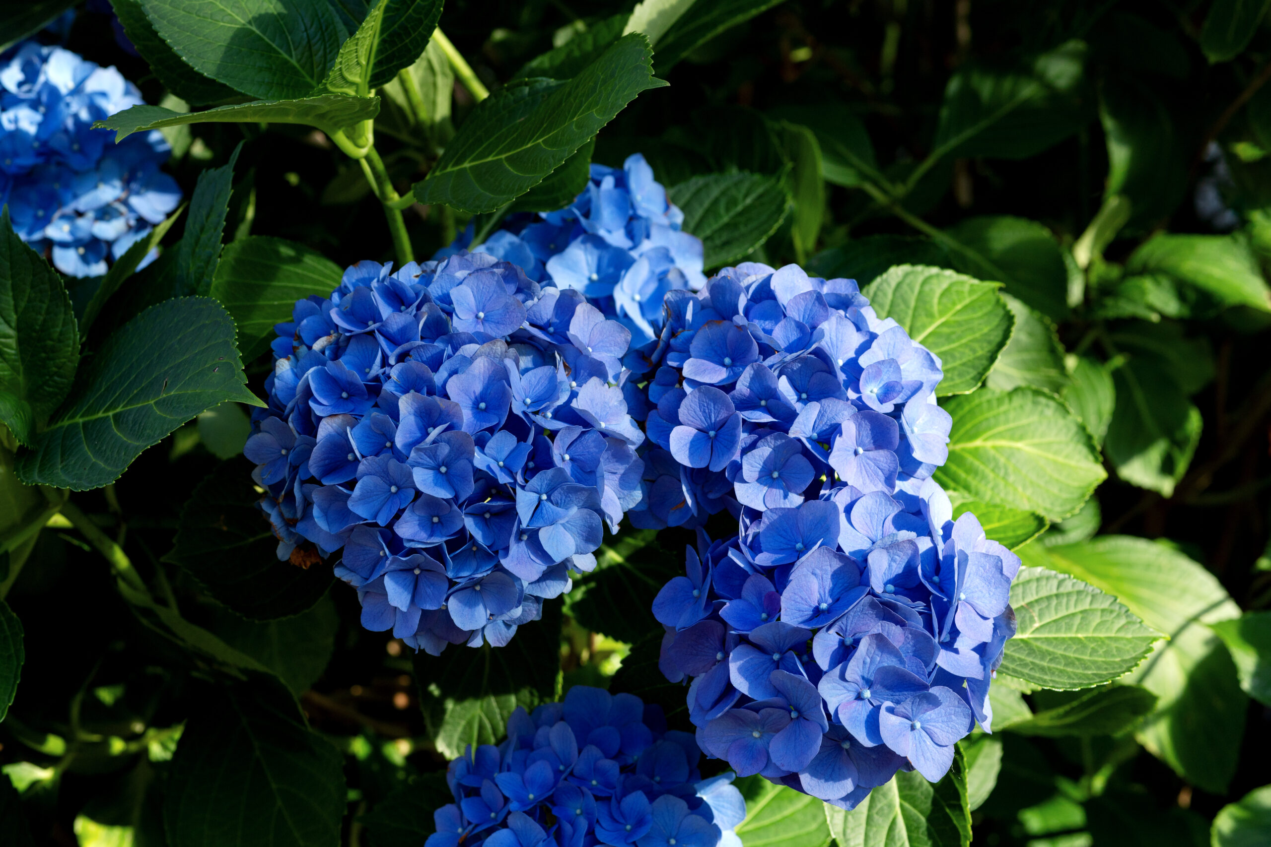 hortensia bleu