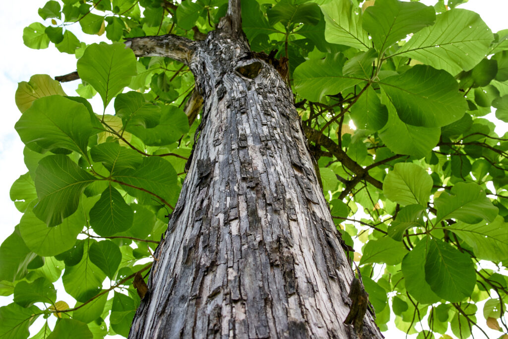 Catalpa