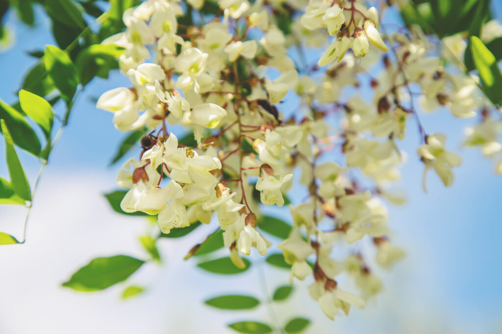 Catalpa