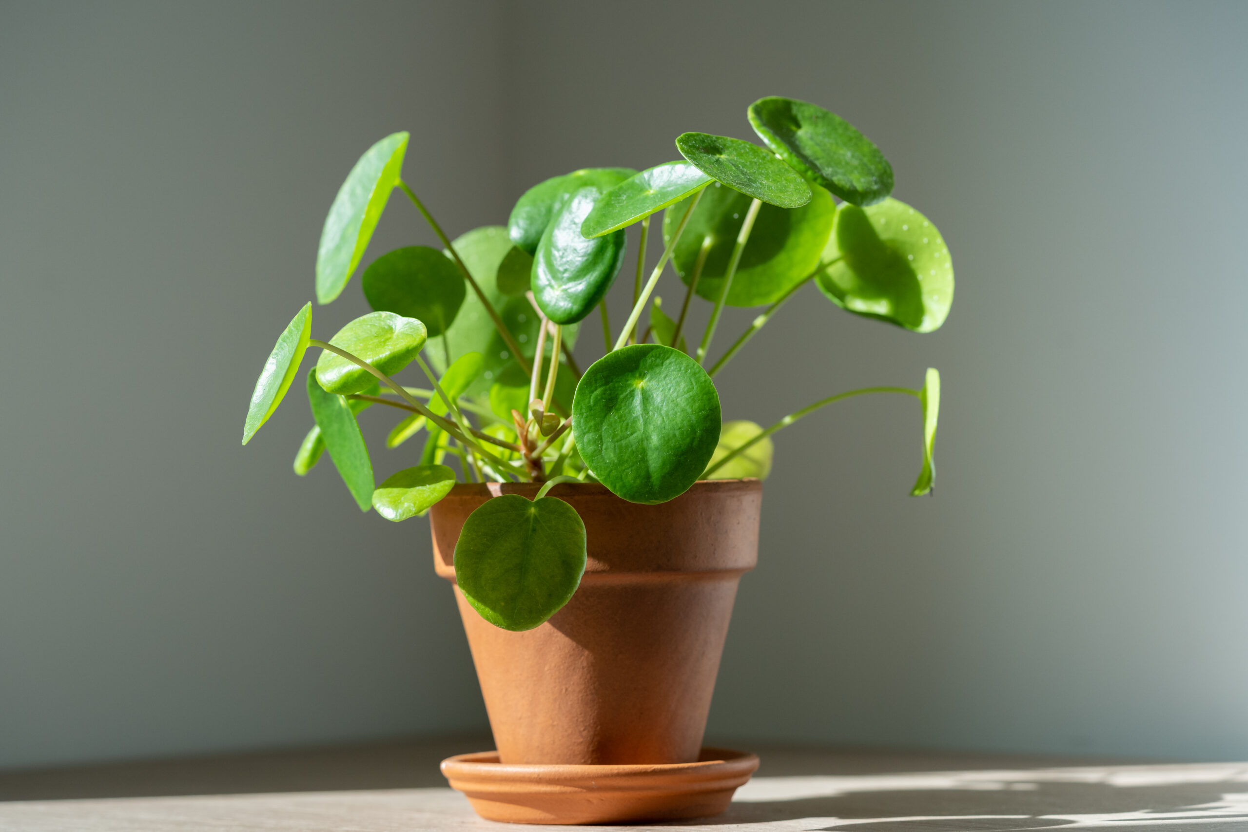 Fleur de Pilea