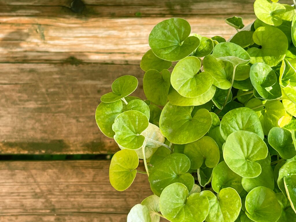 Pilea peperomioides