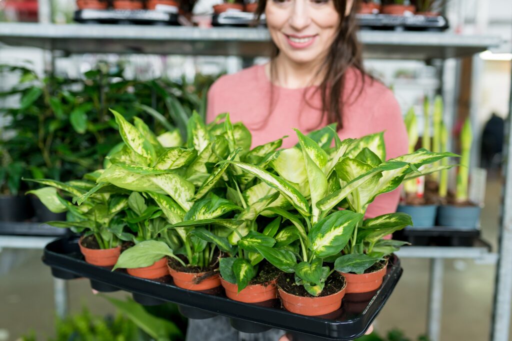 Un Aglaonema