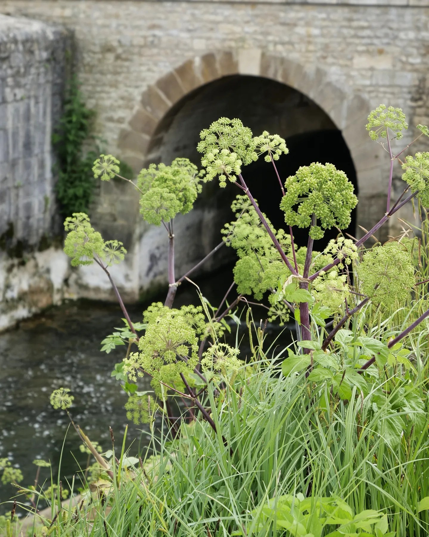 Plante Angélique et bienfaits