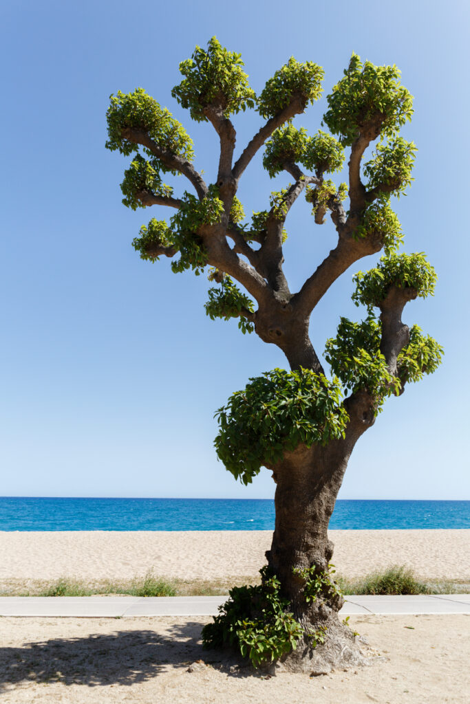 planter un platane