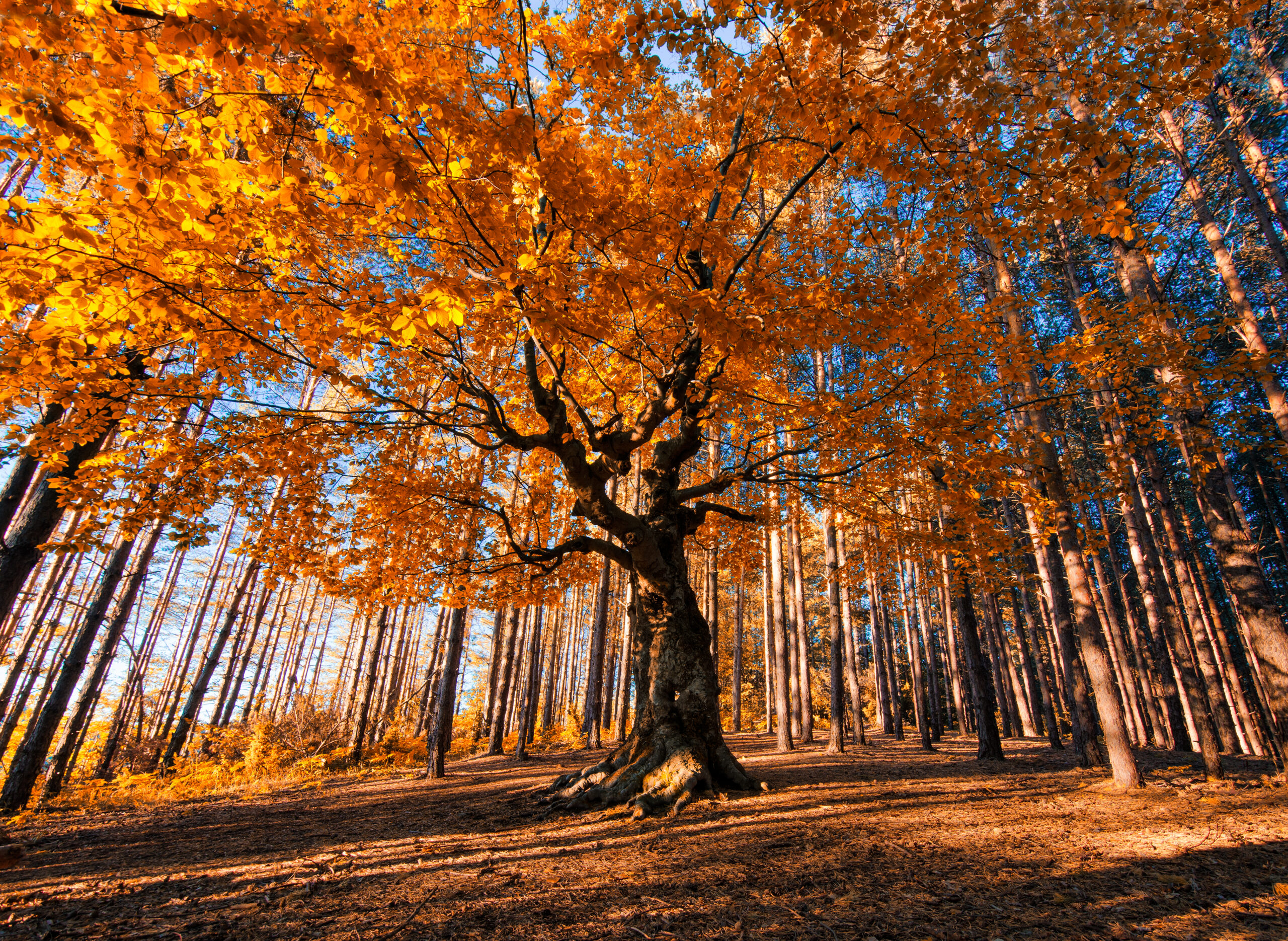 Arbre à Caramel