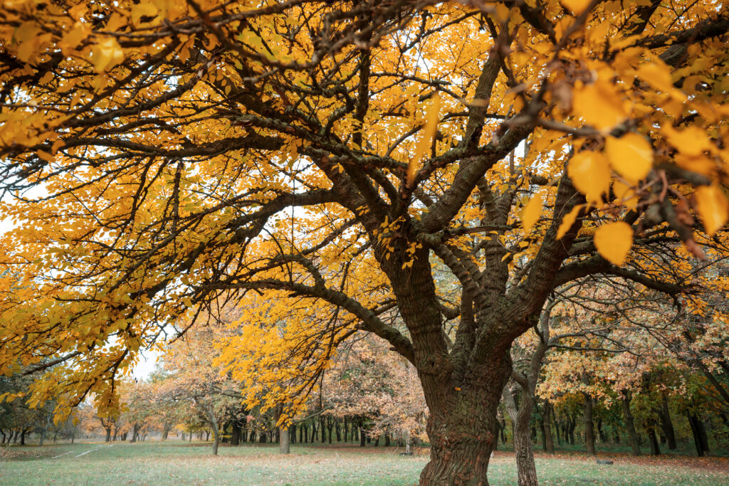 Arbre à Caramel