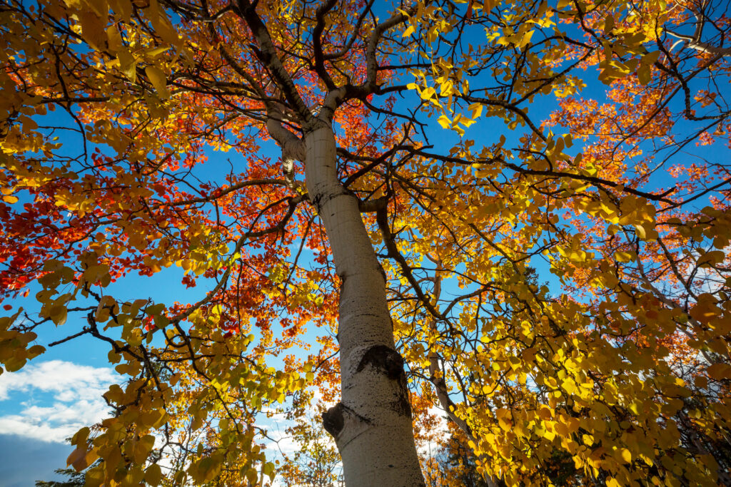 Arbre Tremble