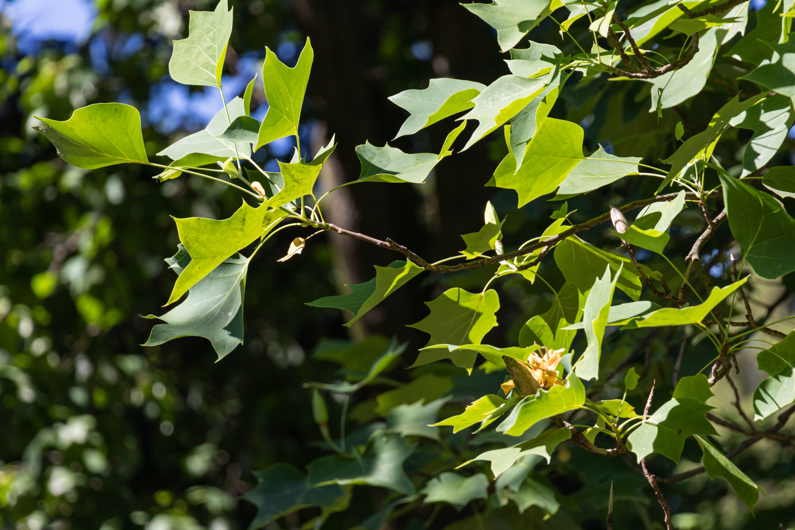 Feuilles Persistantes