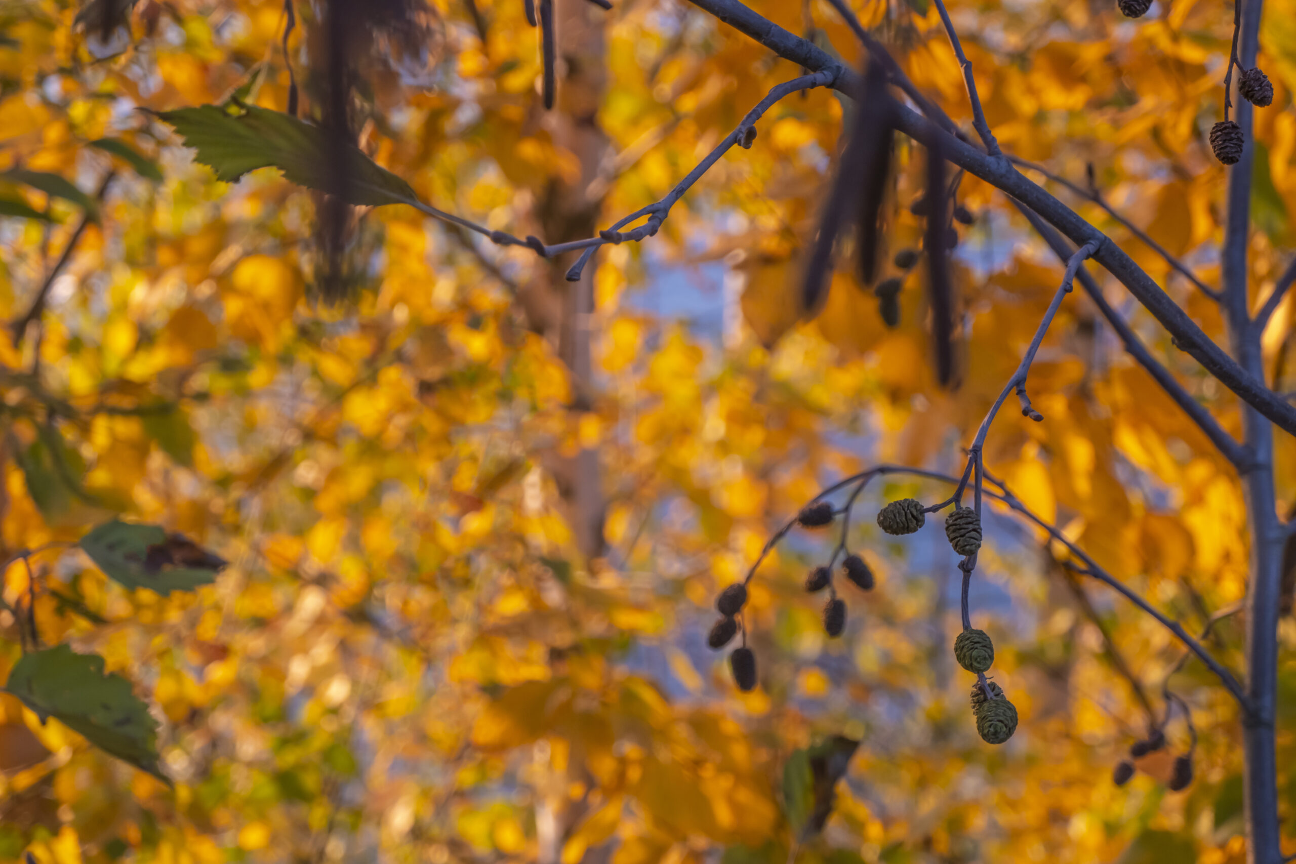 Alnus glutinosa