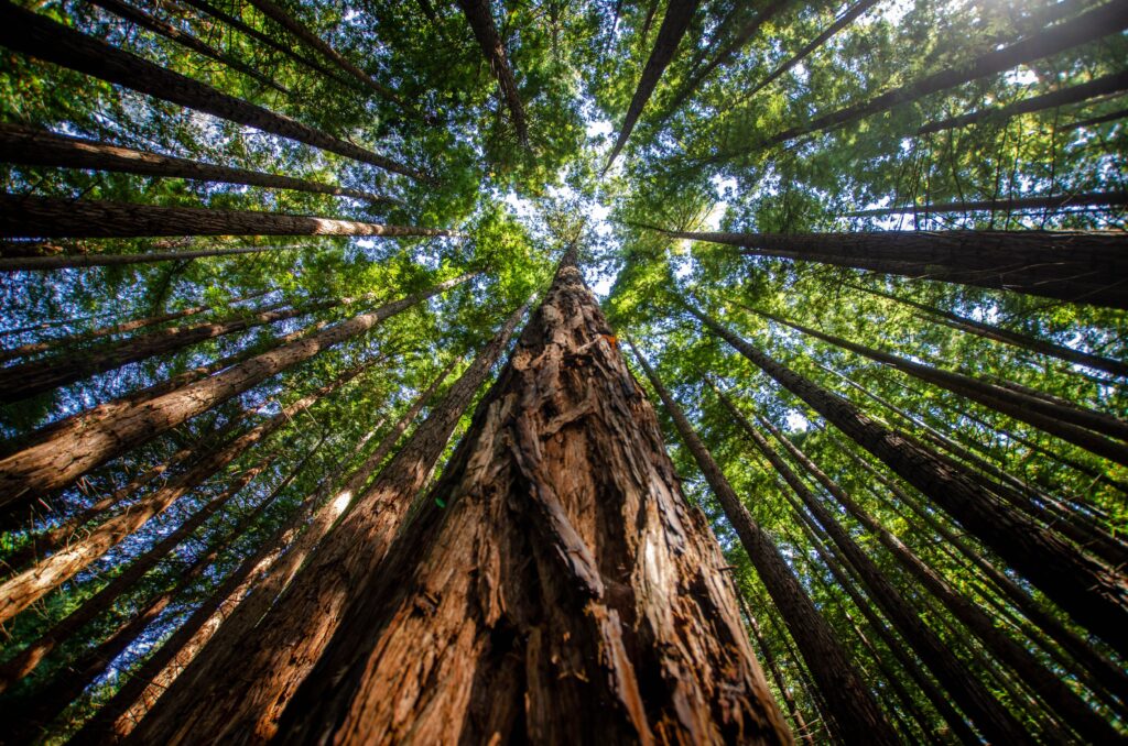 arbre Séquoia