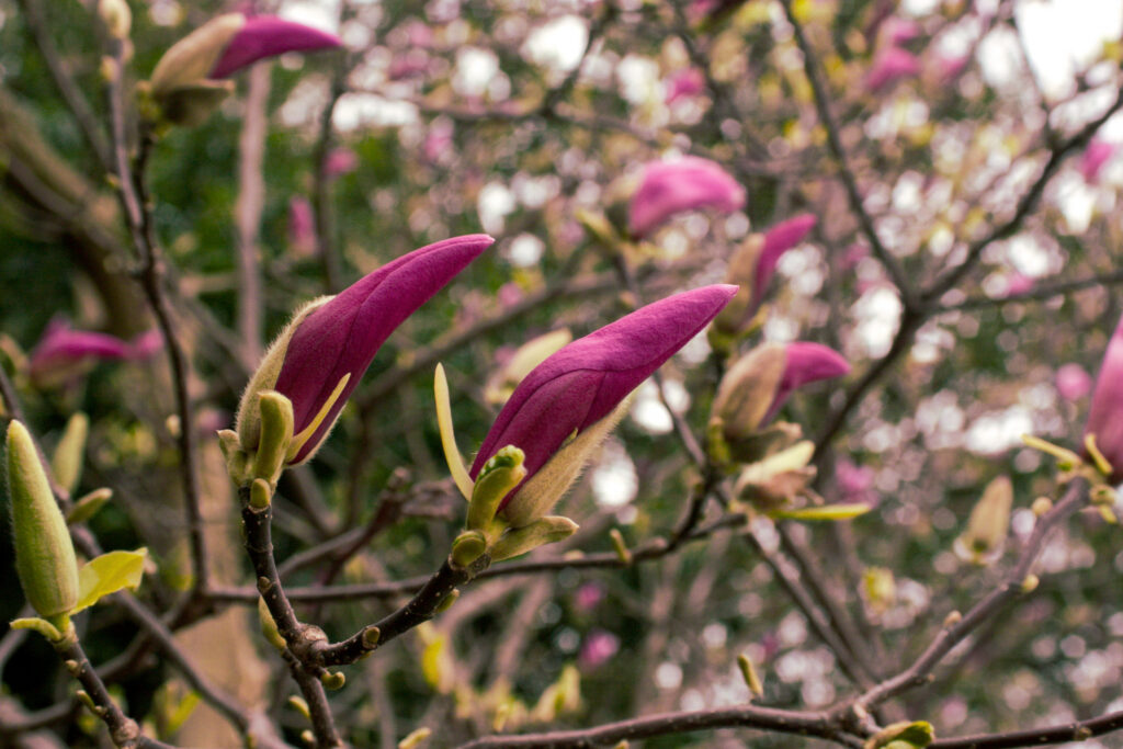 Magnolia Macrophylla