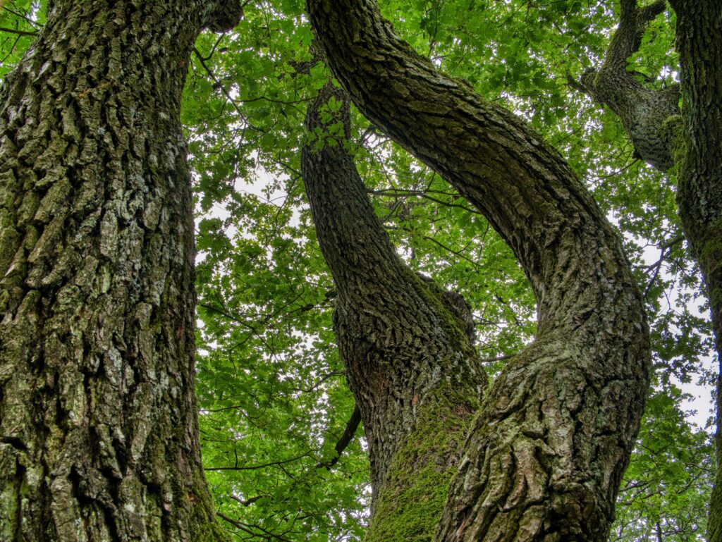 Ormeau : Un Arbre Exceptionnel