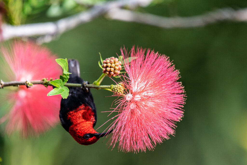 Albizia