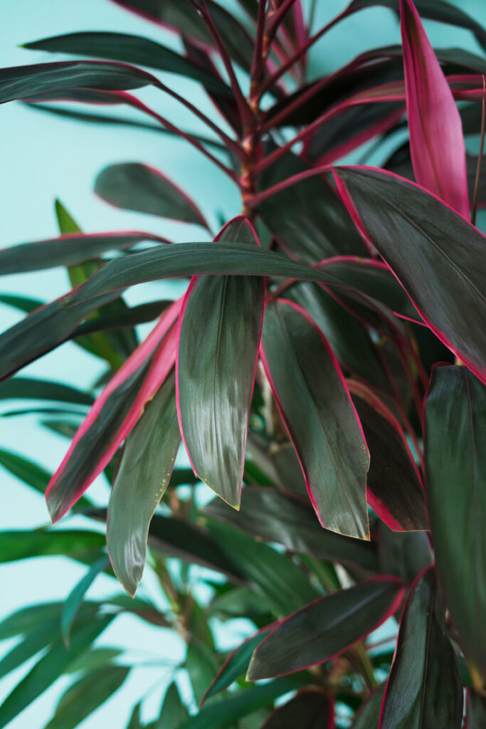 plante Cordyline