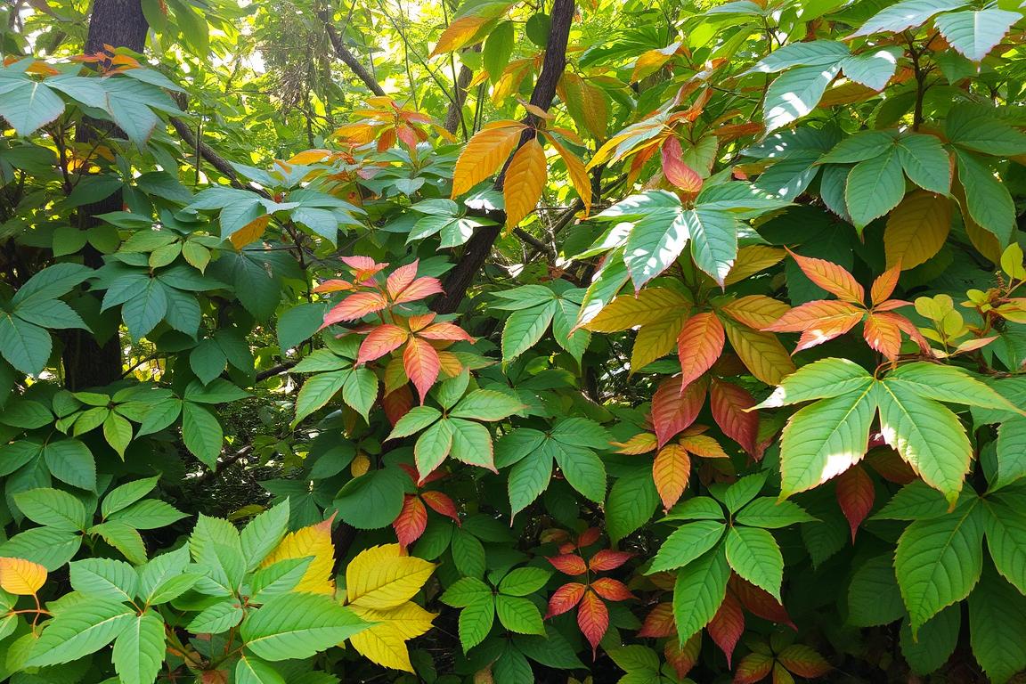 feuilles des arbres