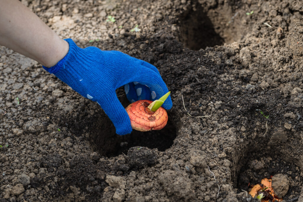 Planter en septembre