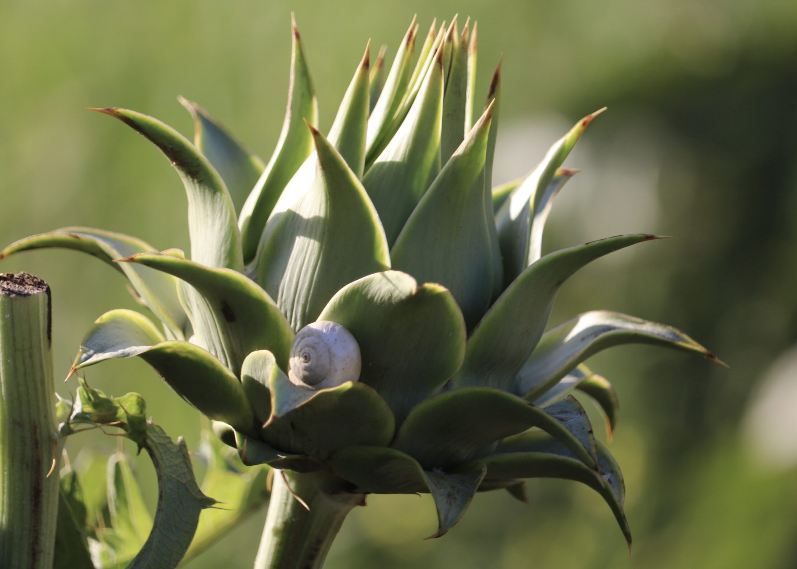 agave fleur