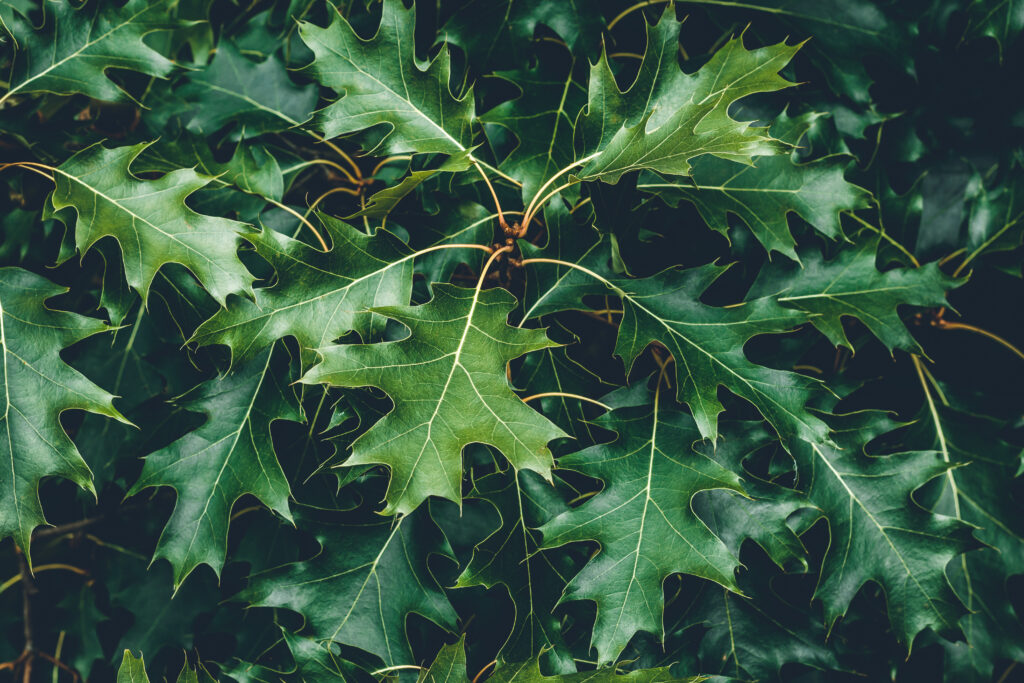 Feuilles Persistantes