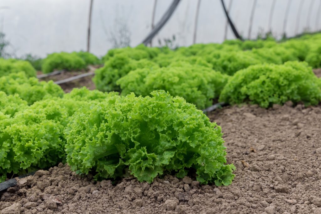 Potager en Septembre