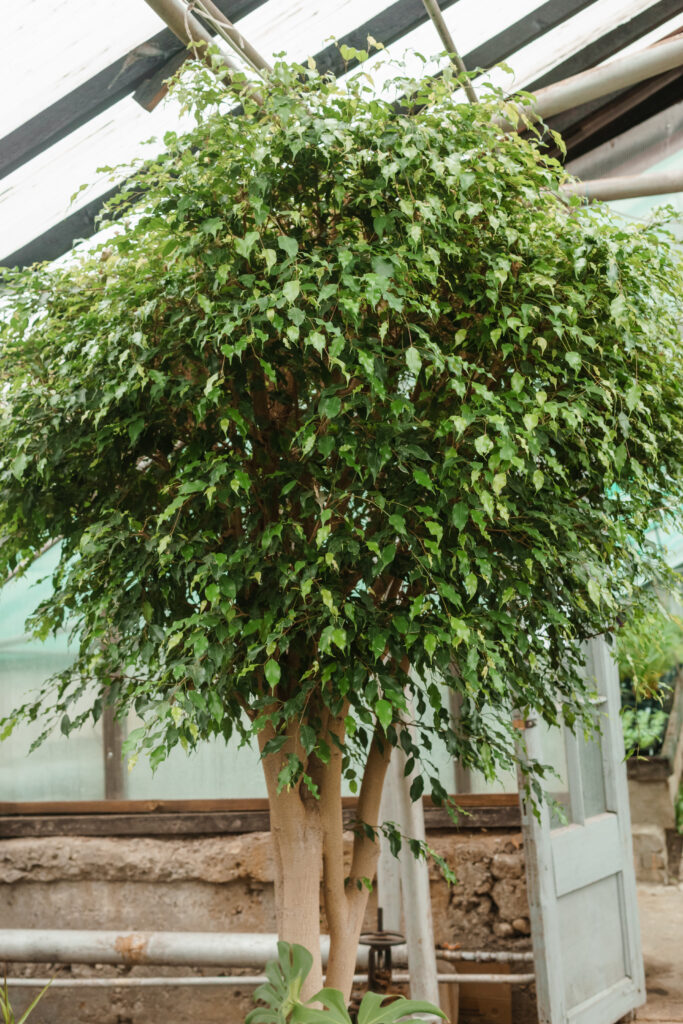 Arbre Parasol