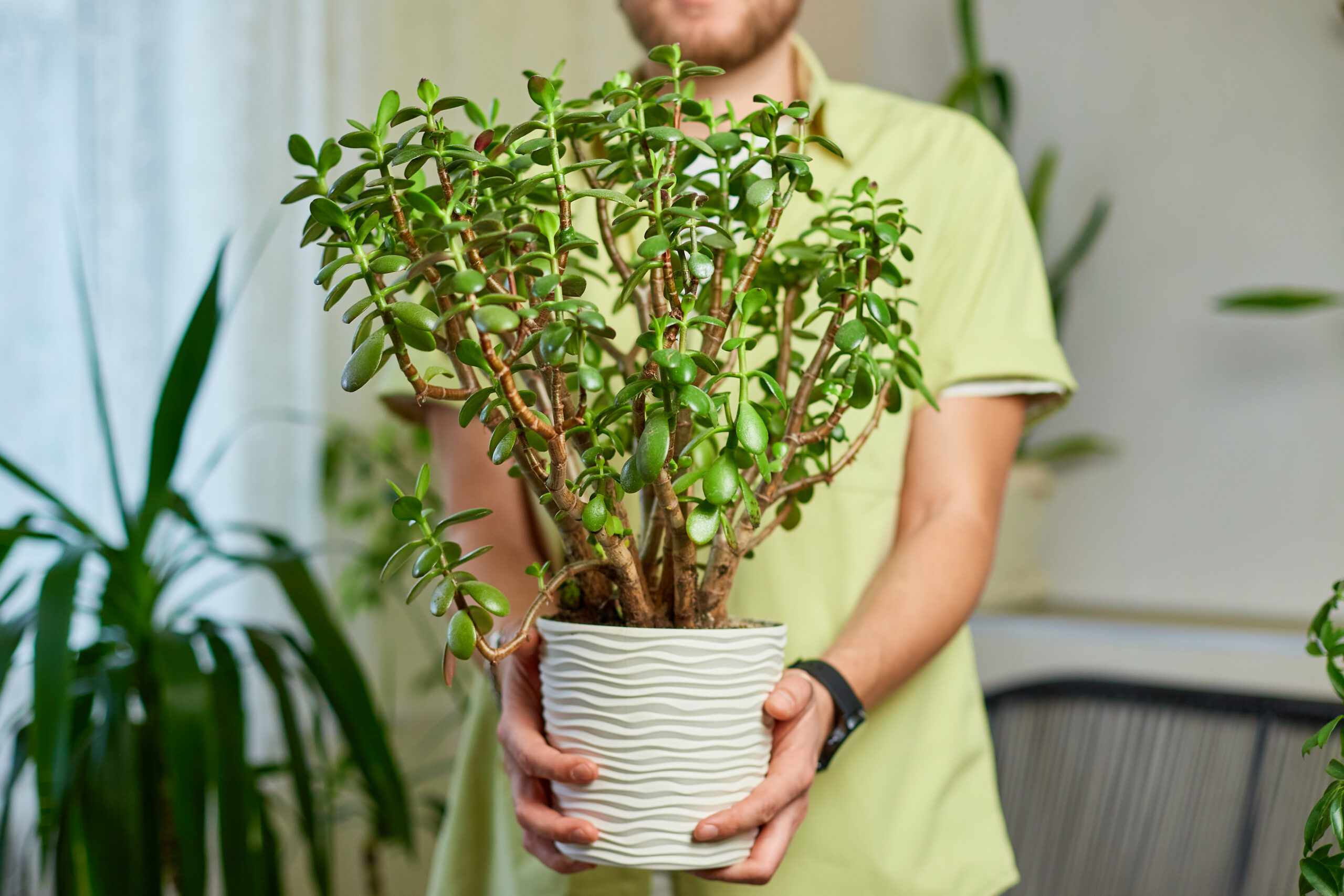 Plante de Jade