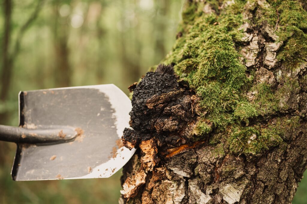 Maladies de l'Albizia Problèmes Courants en 2024