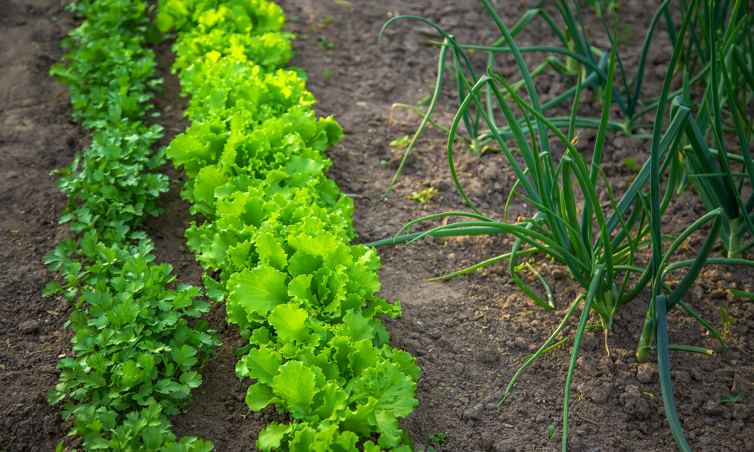 Potager en Septembre