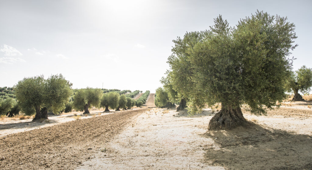 Arbre Olivier