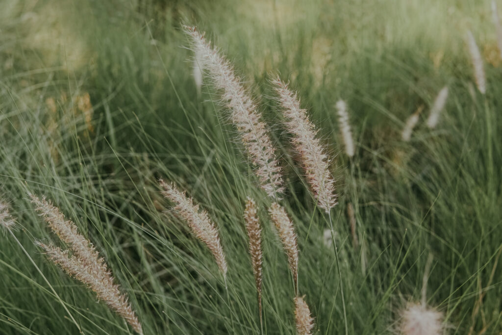 Pennisetum macrourum