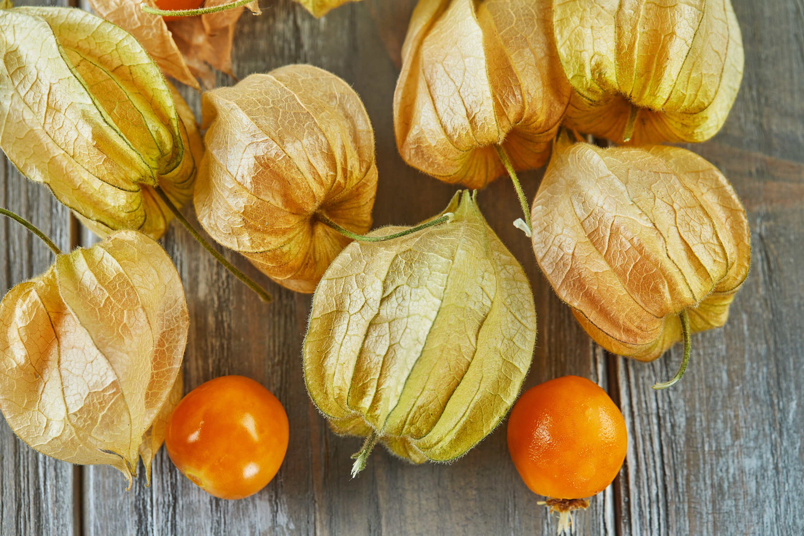 le physalis