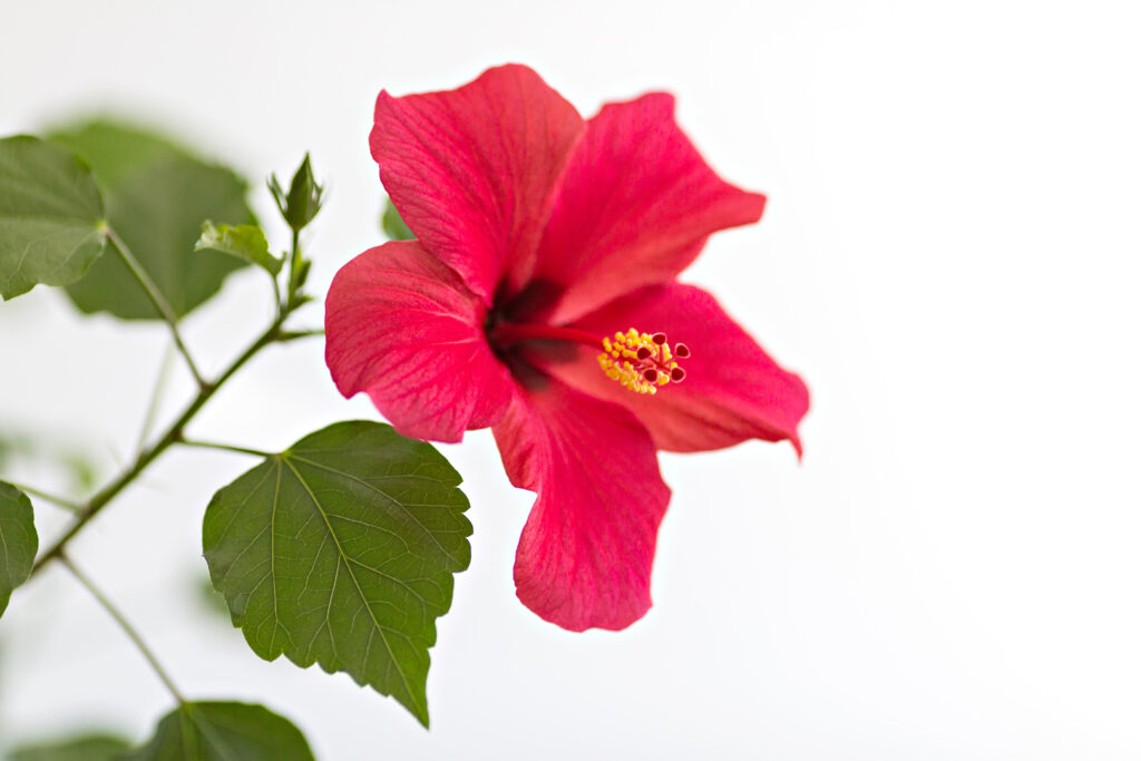 hibiscus des marais