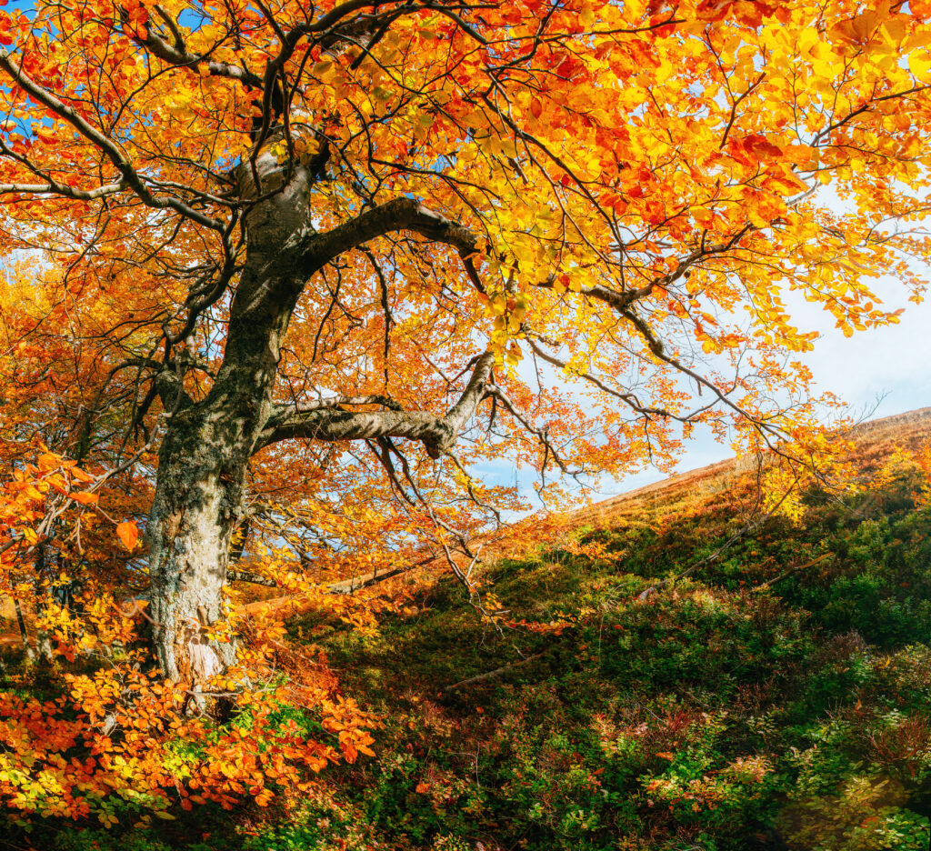 Arbre Érable