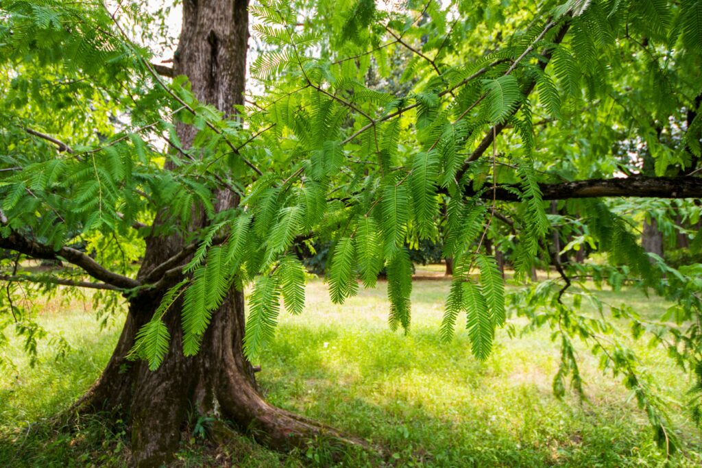 Albizia