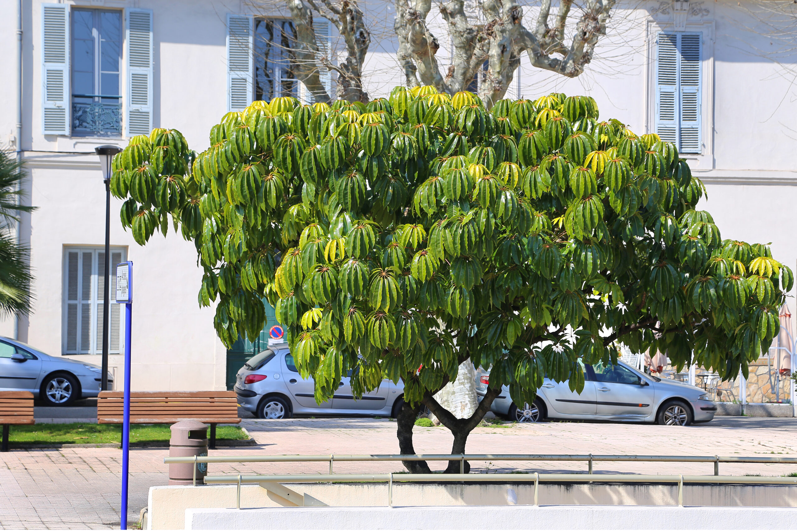 Arbre Parasol