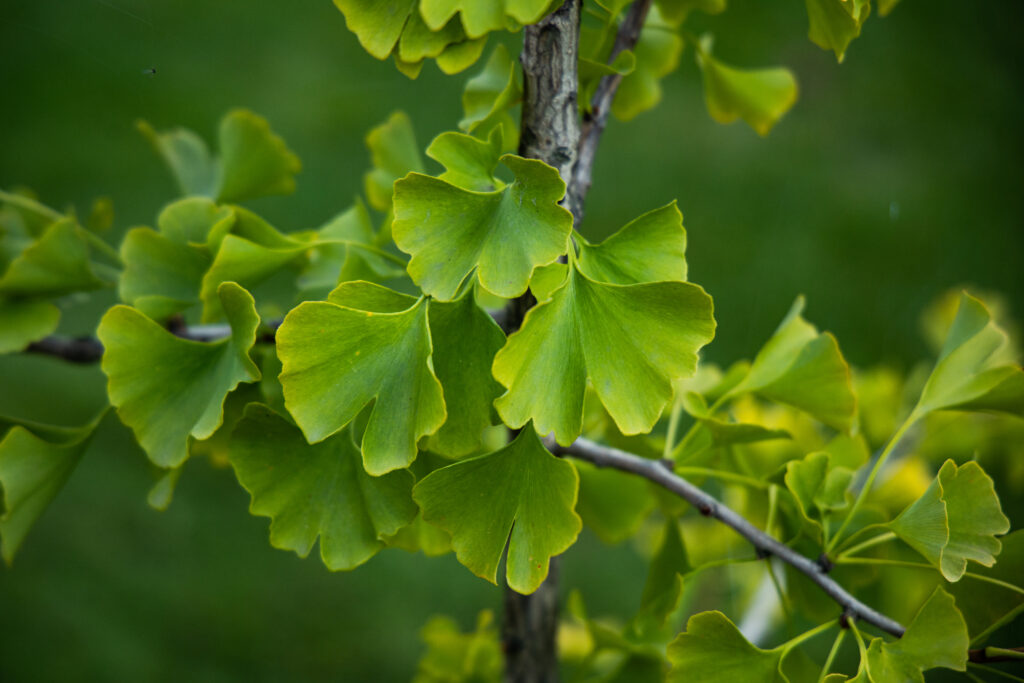 Ginkgo Biloba Nain