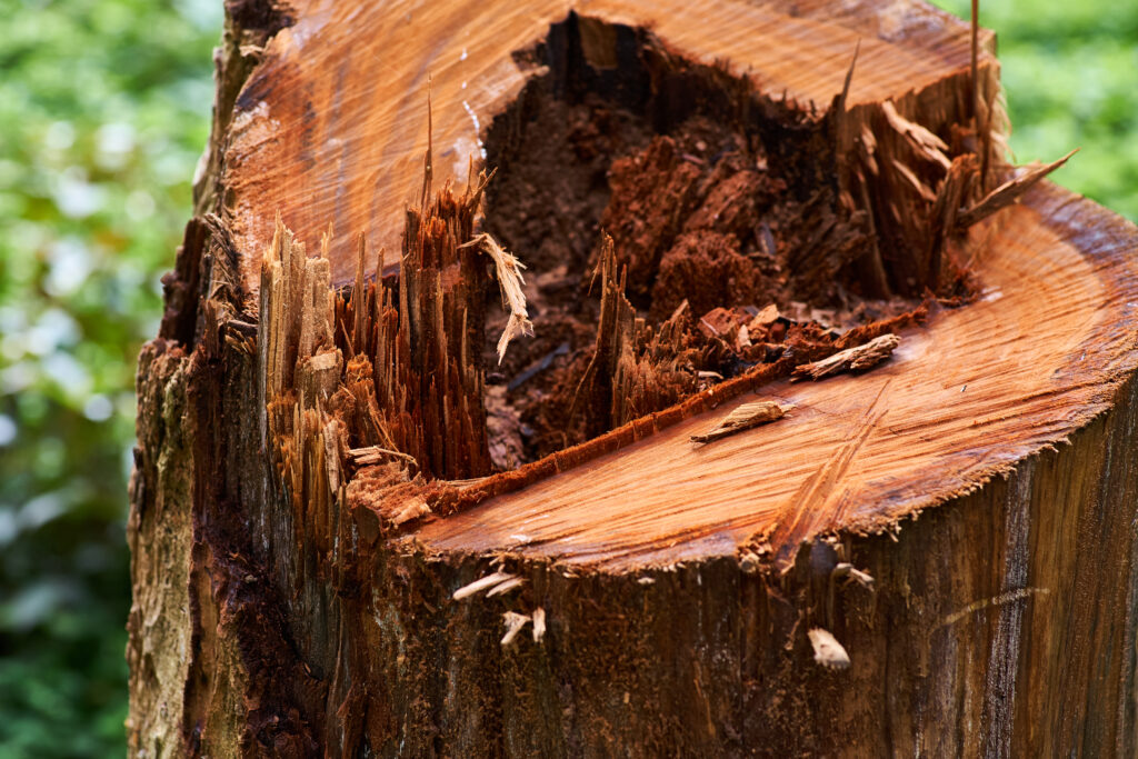 Maladies de l'Albizia Problèmes Courants en 2024