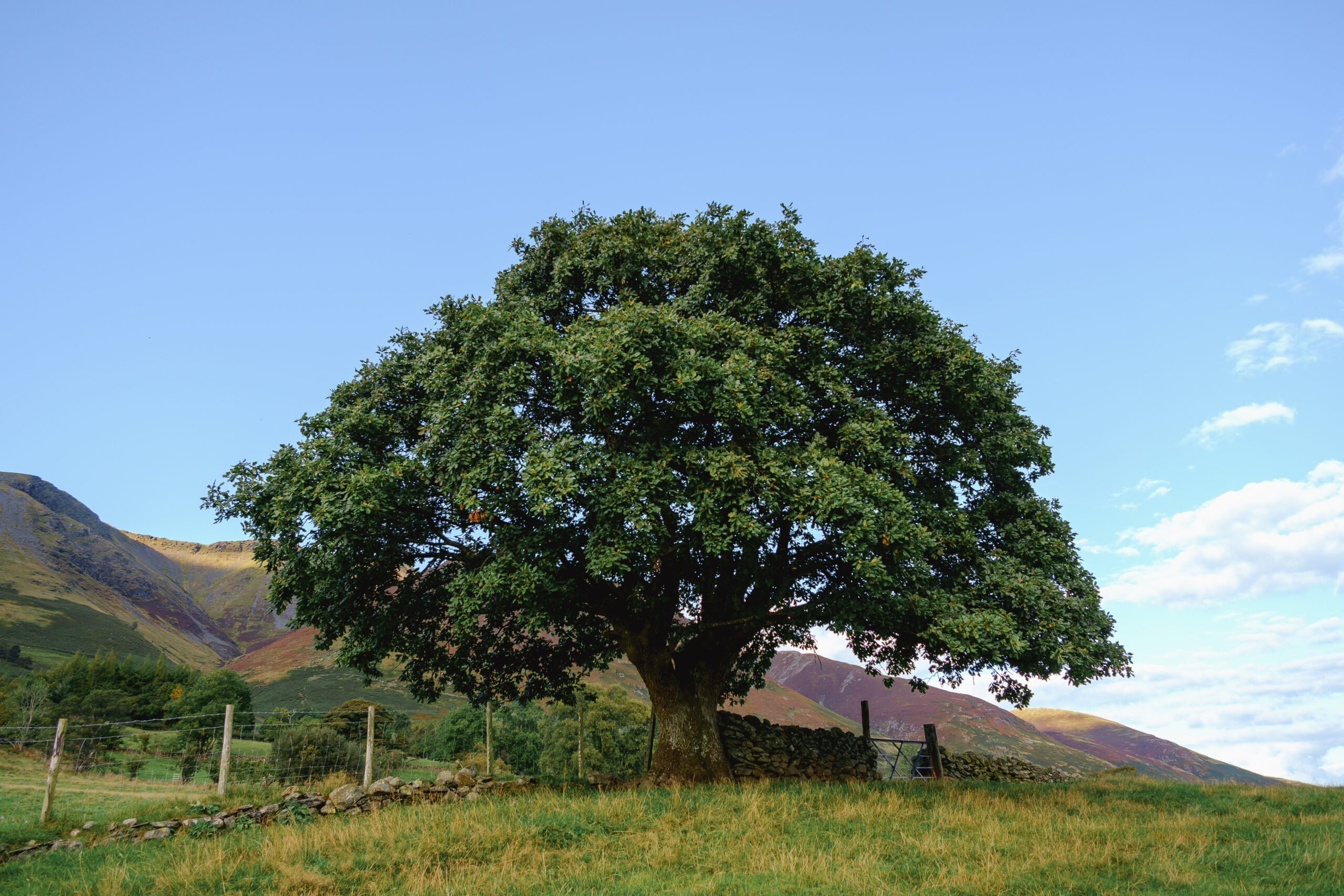 Arbre Parasol