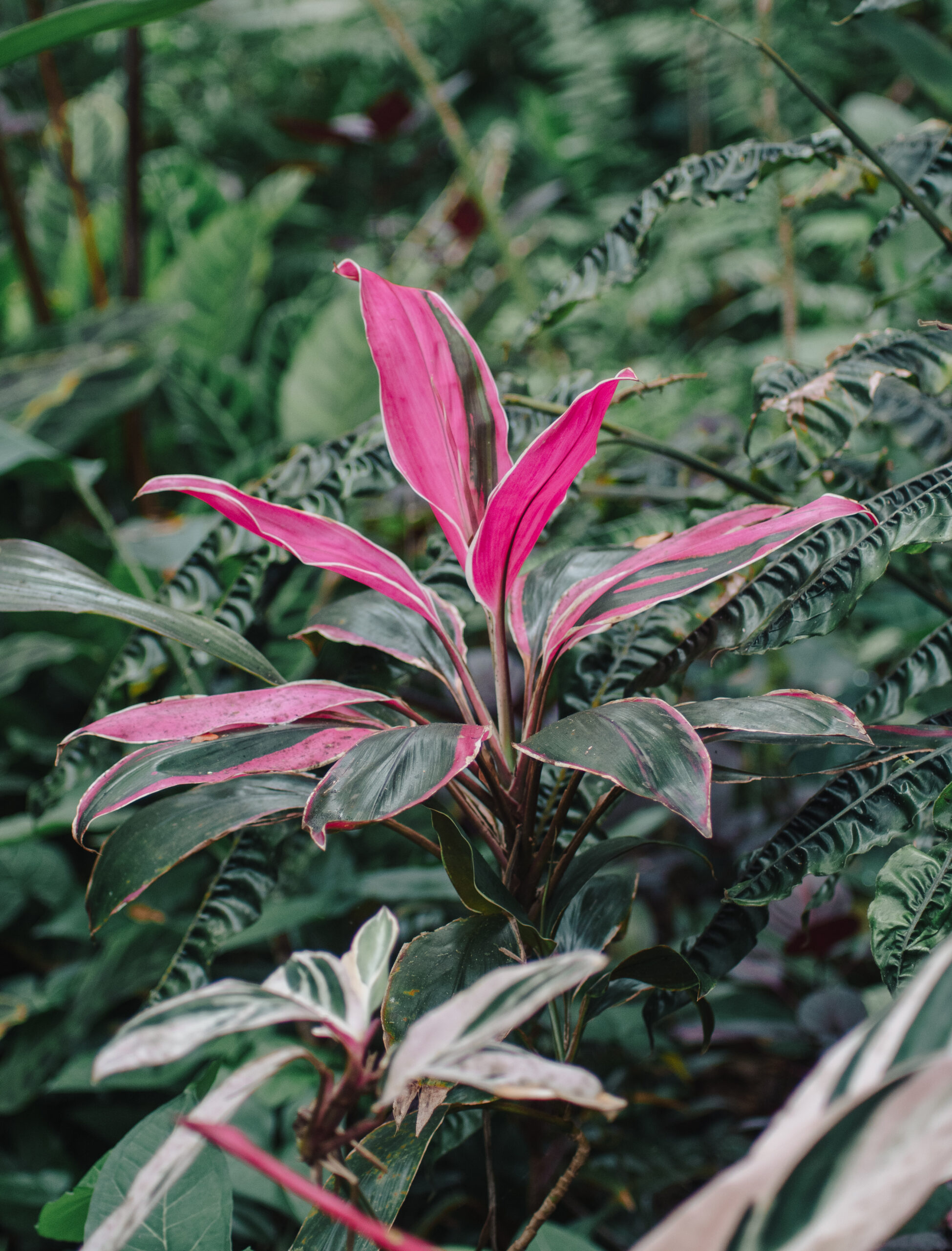 plante Cordyline